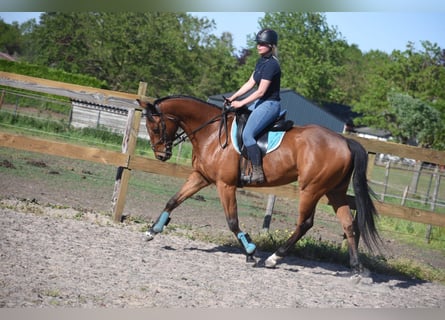 Autres races, Hongre, 6 Ans, 158 cm, Bai
