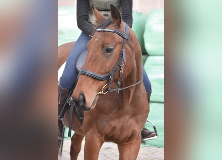 Autres races, Hongre, 6 Ans, 160 cm, Bai