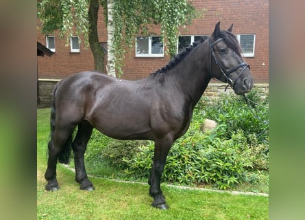 Autres races, Hongre, 7 Ans, 152 cm, Noir