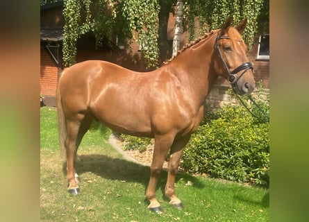Autres races, Hongre, 7 Ans, 157 cm, Alezan