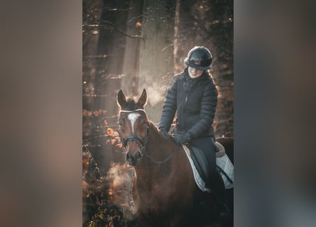 Autres races, Hongre, 7 Ans, 162 cm, Bai