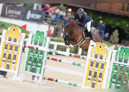 Autres races, Hongre, 7 Ans, 166 cm, Bai