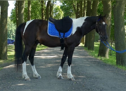 Autres races, Hongre, 8 Ans, 151 cm, Pinto