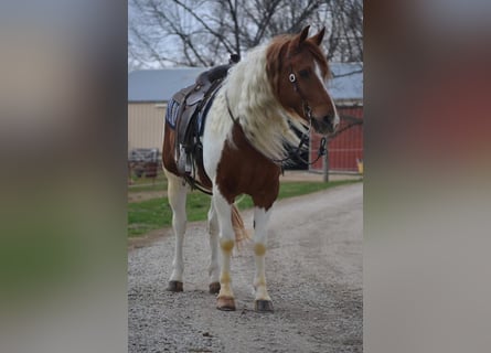 Autres races, Hongre, 8 Ans, 155 cm, Tobiano-toutes couleurs