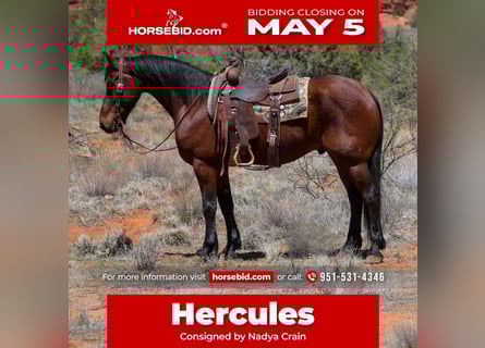 Autres races, Hongre, 8 Ans, 157 cm, Bai cerise