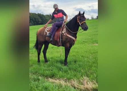 Autres races Croisé, Hongre, 8 Ans, 157 cm, Bai