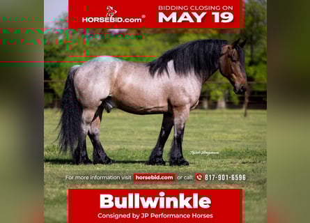 Autres races, Hongre, 8 Ans, 163 cm, Roan-Bay