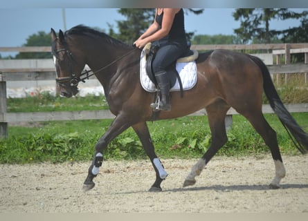 Autres races, Hongre, 8 Ans, 165 cm, Bai brun