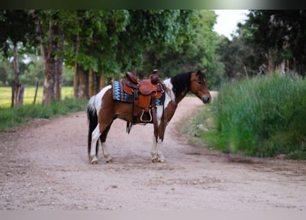 Autres races, Hongre, 8 Ans, Tobiano-toutes couleurs