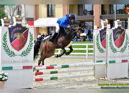 Autres races Croisé, Hongre, 9 Ans, 136 cm, Bai brun