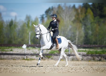 Autres races, Hongre, 9 Ans, 154 cm, Gris