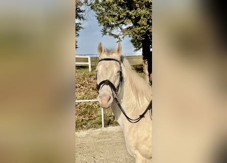 Autres races, Jument, 10 Ans, 150 cm, Cremello