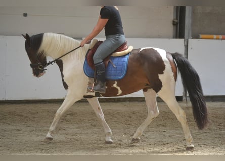 Autres races, Jument, 10 Ans, 155 cm, Pinto