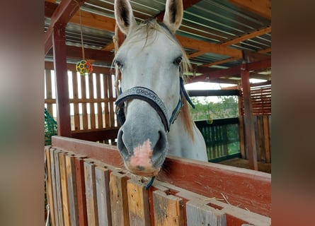 Autres races Croisé, Jument, 10 Ans, 158 cm, Gris pommelé