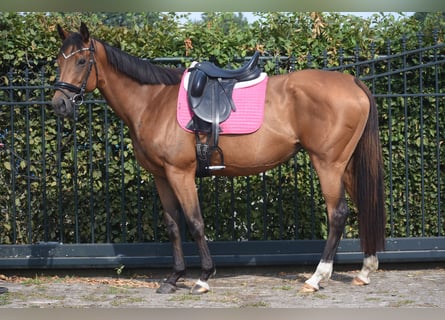 Autres races, Jument, 10 Ans, 160 cm, Bai