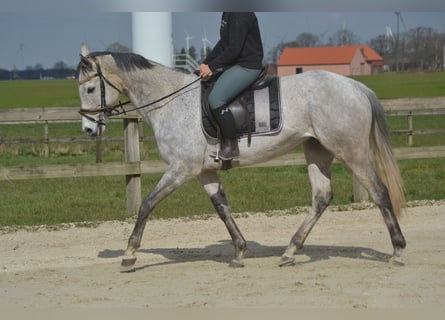 Autres races, Jument, 10 Ans, 162 cm, Gris