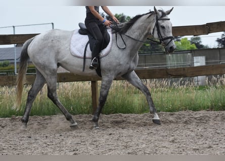 Autres races, Jument, 10 Ans, 163 cm, Gris