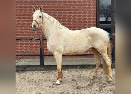 Autres races, Jument, 11 Ans, 160 cm, Palomino