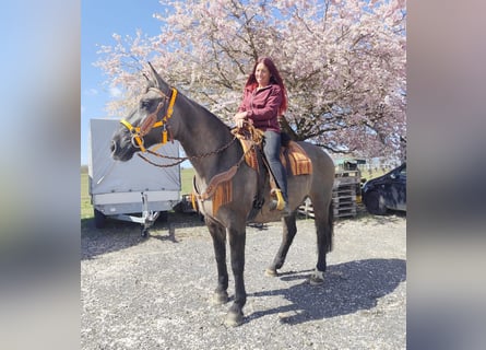 Autres races, Jument, 11 Ans, 164 cm, Grullo