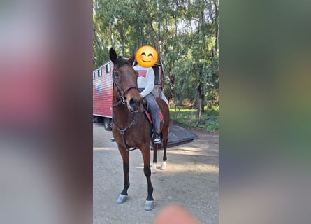 Autres races, Jument, 11 Ans, 165 cm, Bai