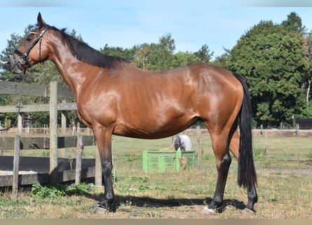 Autres races, Jument, 12 Ans, 160 cm, Bai