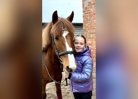 Autres races, Jument, 13 Ans, 140 cm, Alezan