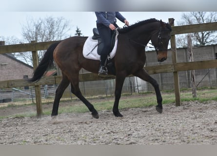 Autres races, Jument, 13 Ans, 164 cm, Bai brun
