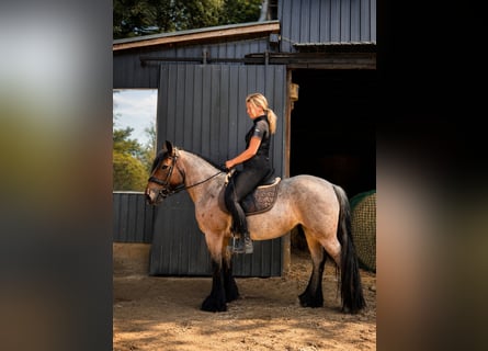 Autres races, Jument, 15 Ans, 145 cm