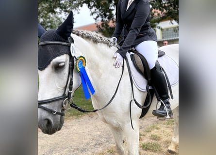 Autres races, Jument, 15 Ans, 152 cm, Gris