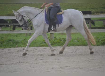 Autres races, Jument, 16 Ans, 154 cm, Gris