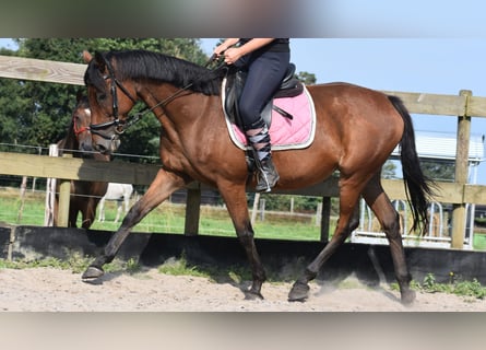 Autres races, Jument, 18 Ans, 159 cm, Bai cerise