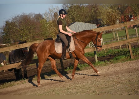 Autres races, Jument, 18 Ans, 160 cm, Alezan