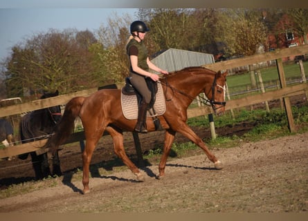 Autres races, Jument, 19 Ans, 160 cm, Alezan