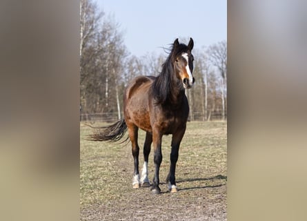 Autres races Croisé, Jument, 2 Ans, 150 cm, Bai