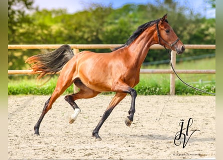 Autres races, Jument, 2 Ans, 160 cm, Bai