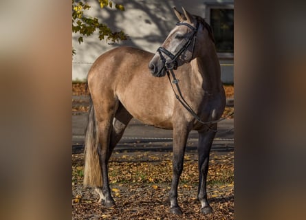 Autres races, Jument, 3 Ans, 145 cm, Peut devenir gris