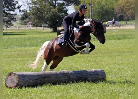 Autres races, Jument, 3 Ans, 150 cm, Pinto
