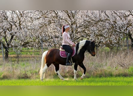 Autres races, Jument, 3 Ans, 150 cm, Pinto