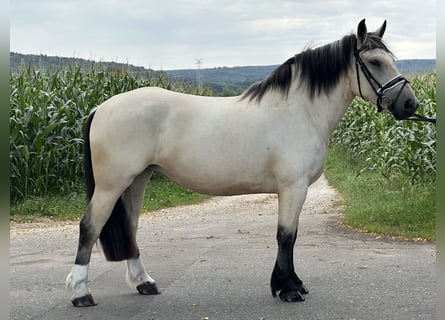 Autres races Croisé, Jument, 3 Ans, 153 cm, Isabelle