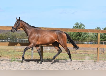 Autres races, Jument, 3 Ans, 155 cm, Bai