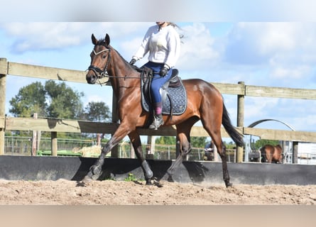 Autres races, Jument, 3 Ans, 155 cm, Bai