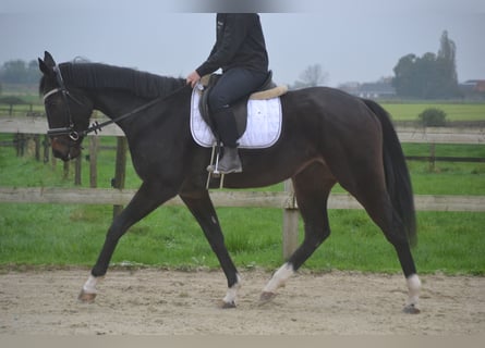 Autres races, Jument, 3 Ans, 163 cm, Noir