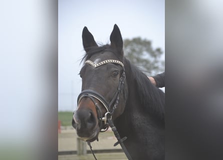 Autres races, Jument, 3 Ans, 163 cm, Noir