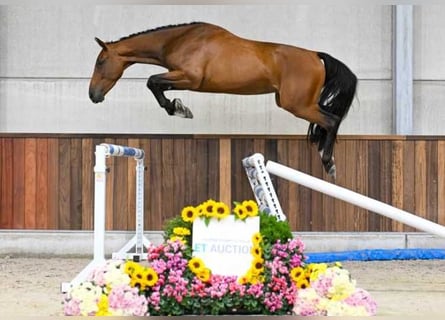 Autres races, Jument, 3 Ans, 165 cm