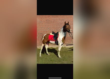Autres races Croisé, Jument, 4 Ans, 148 cm, Pinto