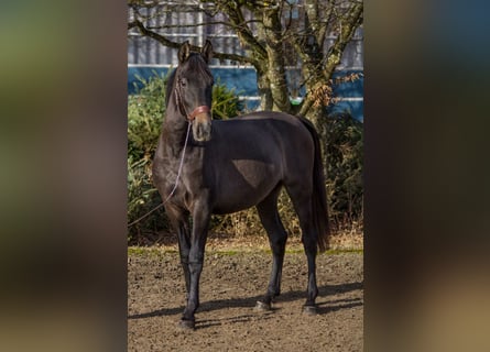 Autres races, Jument, 4 Ans, 149 cm, Peut devenir gris