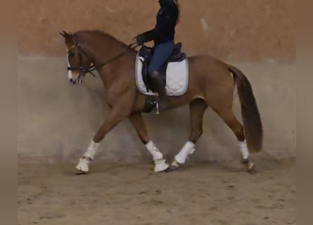 Autres races, Jument, 4 Ans, 151 cm, Alezan