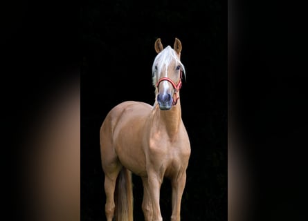 Autres races, Jument, 4 Ans, 155 cm, Palomino