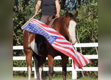 Autres races Croisé, Jument, 4 Ans, 156 cm, Overo-toutes couleurs