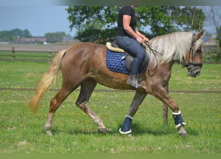 Autres races, Jument, 4 Ans, 157 cm, Palomino